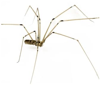 daddy long legs