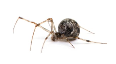 Common House Spider